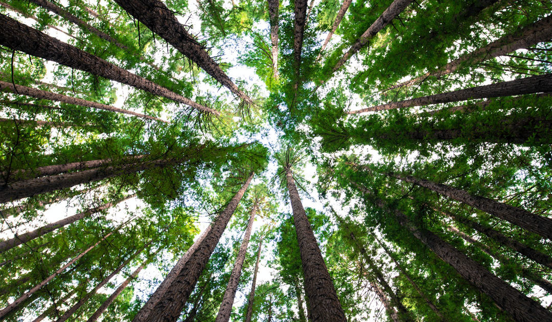 Picture of a forest from the ground up, representing our new climate neutral website.
