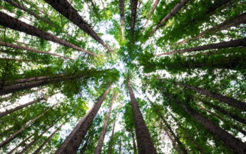 Picture of a forest from the ground up, representing our new climate neutral website.