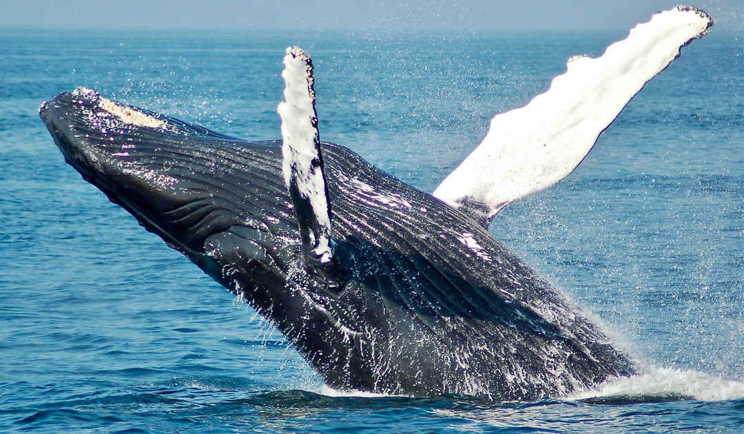 An image of a humpback whale performing a breach on the water's surface