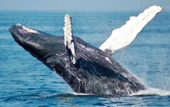 An image of a humpback whale performing a breach on the water's surface