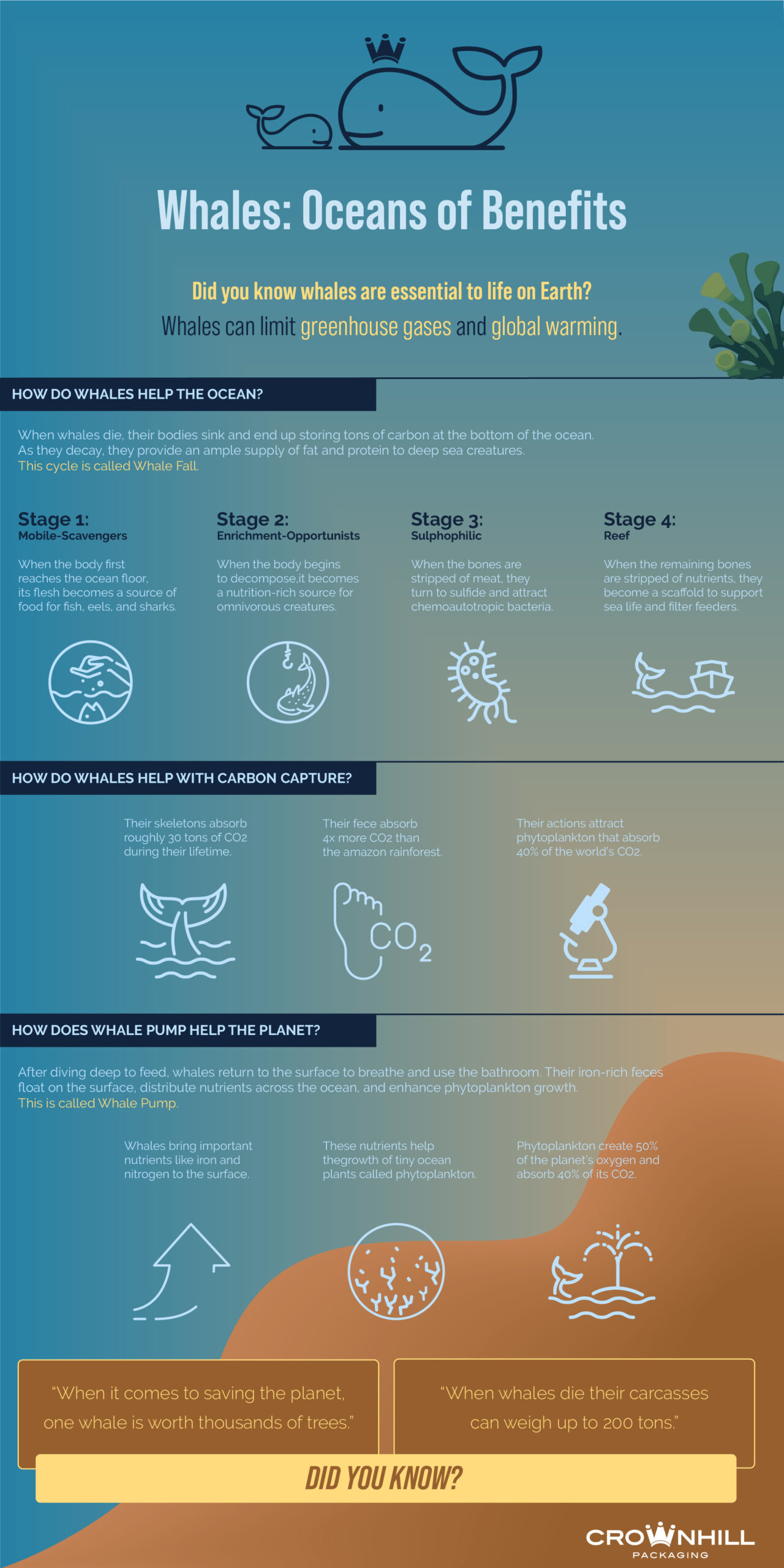 An infographic titled Whales: Oceans of Benefits